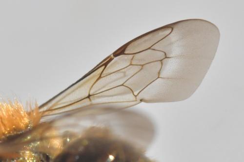 Réf. 251 325 : Osmia caerulescens